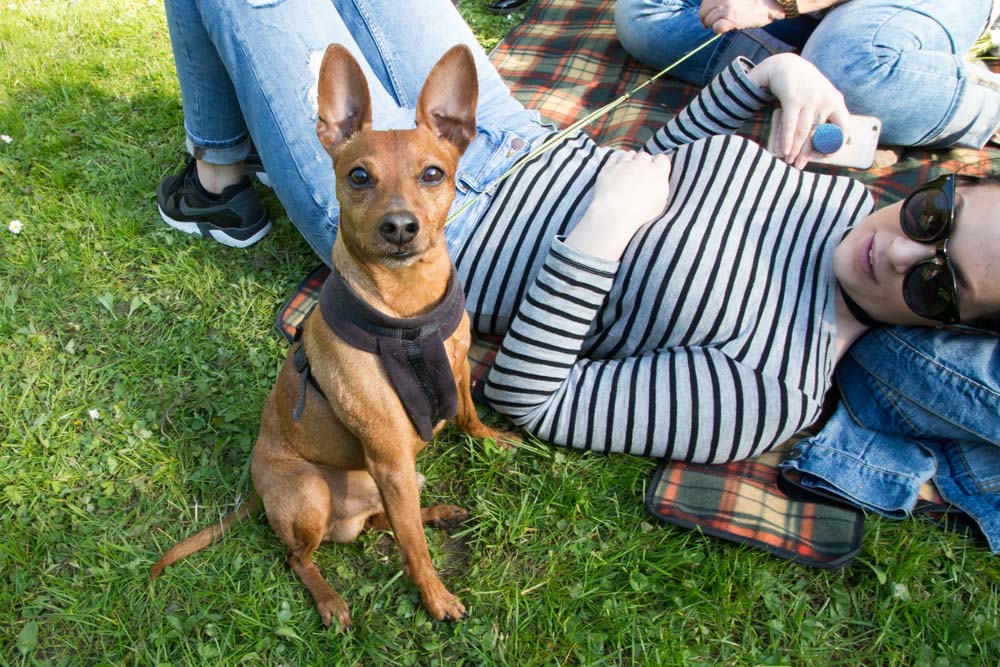 20170430 Maibaum aufstellen-49.jpg