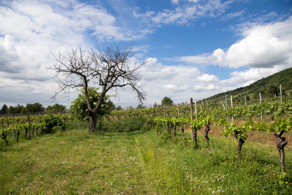 20170520_NF Einweihung Garten_Karl-5.jpg