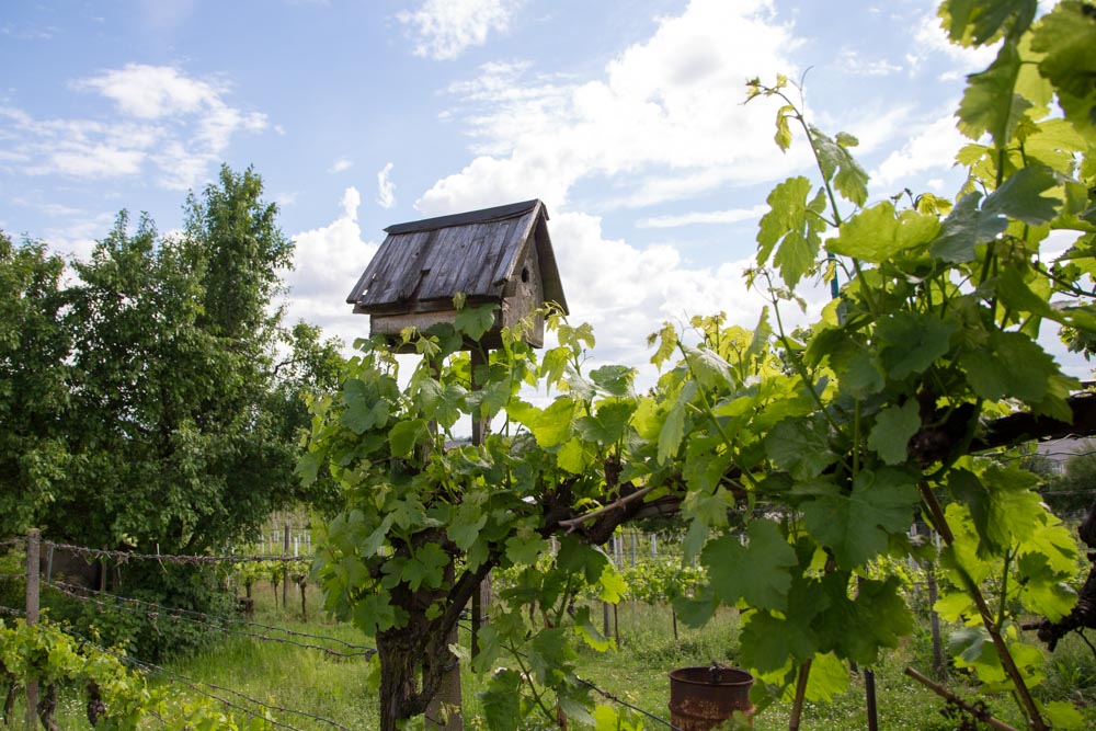20170520_NF Einweihung Garten_Karl-18.jpg