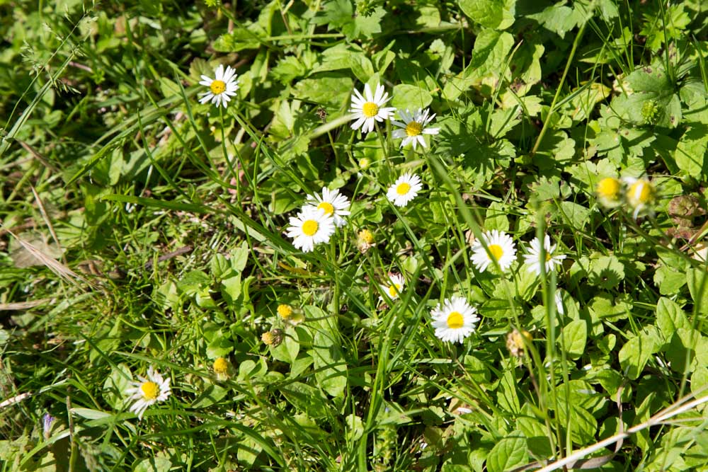 20170520_NF Einweihung Garten_Karl-83.jpg