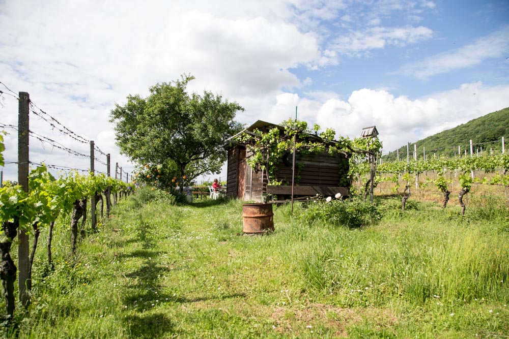 20170520_NF Einweihung Garten_Karl-88.jpg