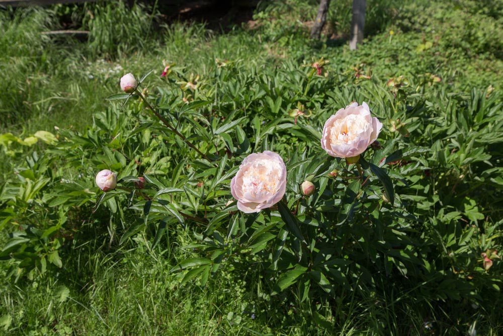 20170520_NF Einweihung Garten_Karl-90.jpg