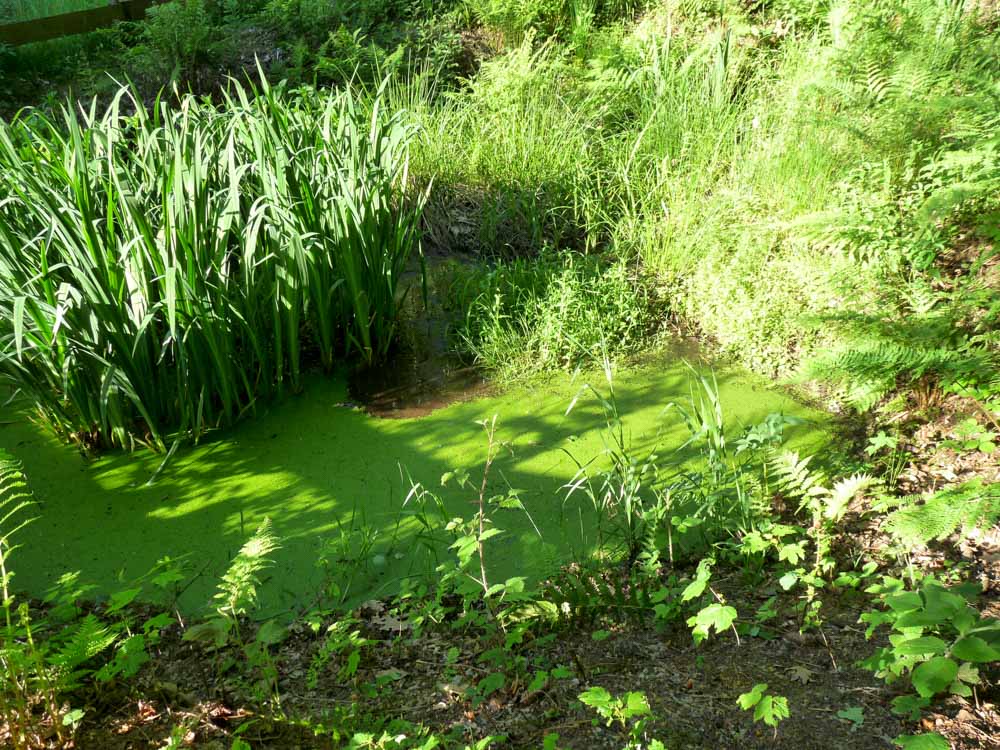 20170525 NF_Vatertag_Sabine-36.jpg