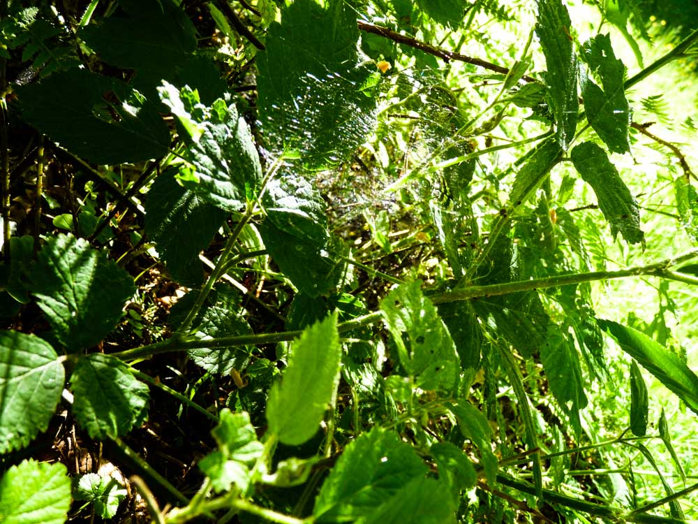 20170525 NF_Vatertag_Sabine-37.jpg