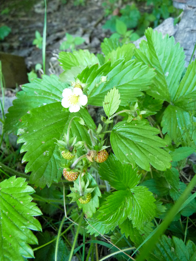 20170525 NF_Vatertag_Sabine-40.jpg