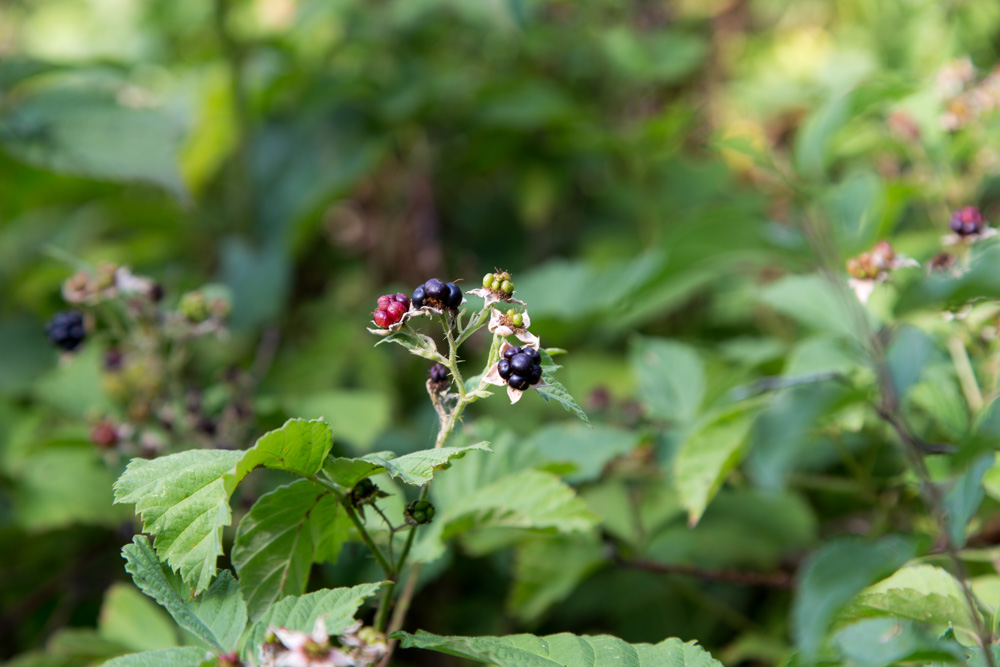 20170715 NF_Paddeln Ottawa-51.jpg