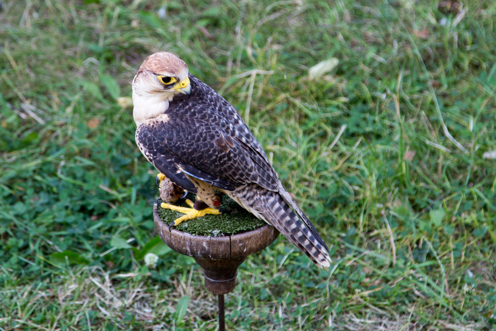 20170715 NF_Paddeln Ottawa-245.jpg