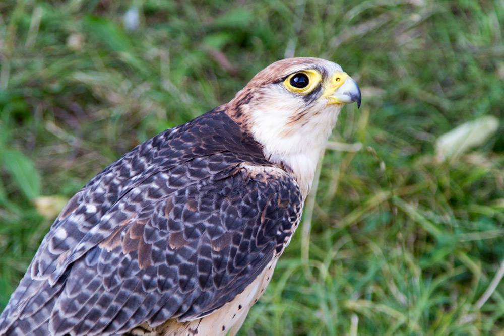 20170715 NF_Paddeln Ottawa-250.jpg