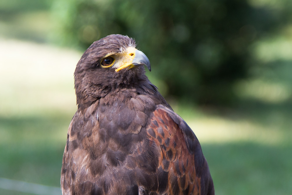 20170715 NF_Paddeln Ottawa-258.jpg