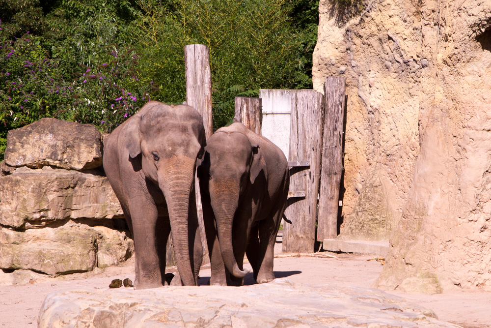 20170730 Fotogruppe_Zoo_Anke-27.jpg