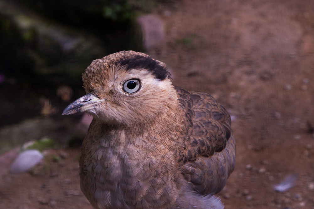 20170730 Fotogruppe_Zoo_Anke-37.jpg