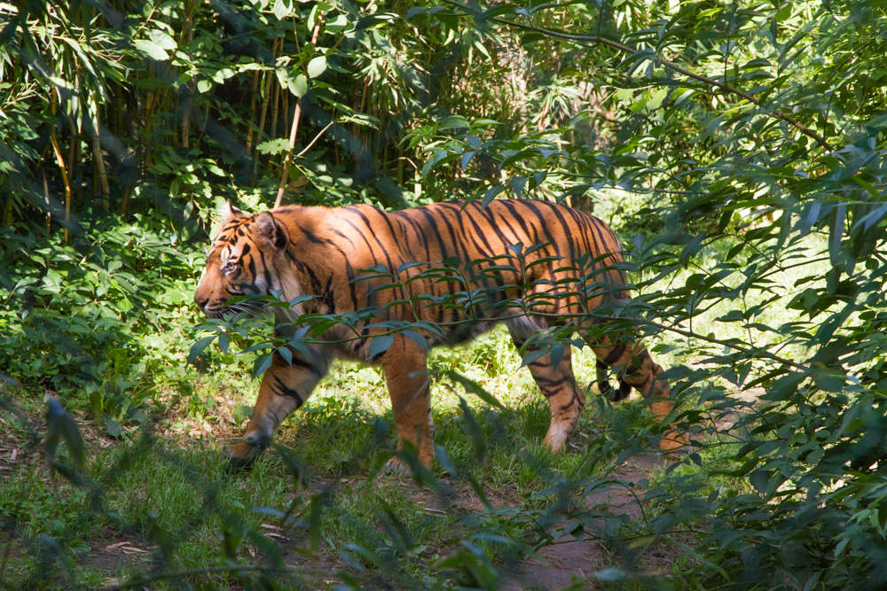 20170730 Fotogruppe_Zoo_Anke-56.jpg