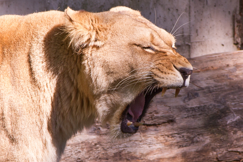 20170730 Fotogruppe_Zoo_Anke-82.jpg