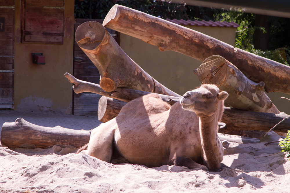 20170730 Fotogruppe_Zoo_Anke-104.jpg