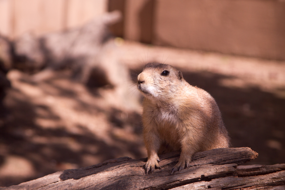 20170730 Fotogruppe_Zoo_Anke-116.jpg