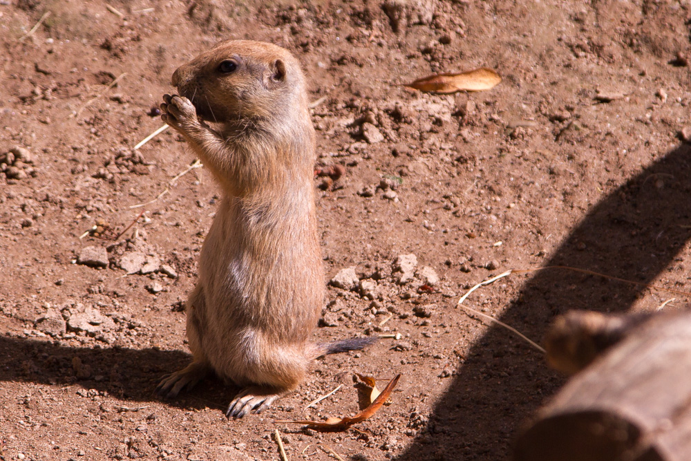 20170730 Fotogruppe_Zoo_Anke-138.jpg