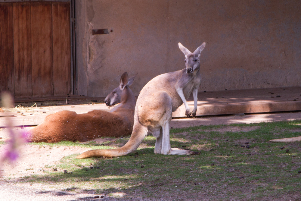 20170730 Fotogruppe_Zoo_Anke-143.jpg