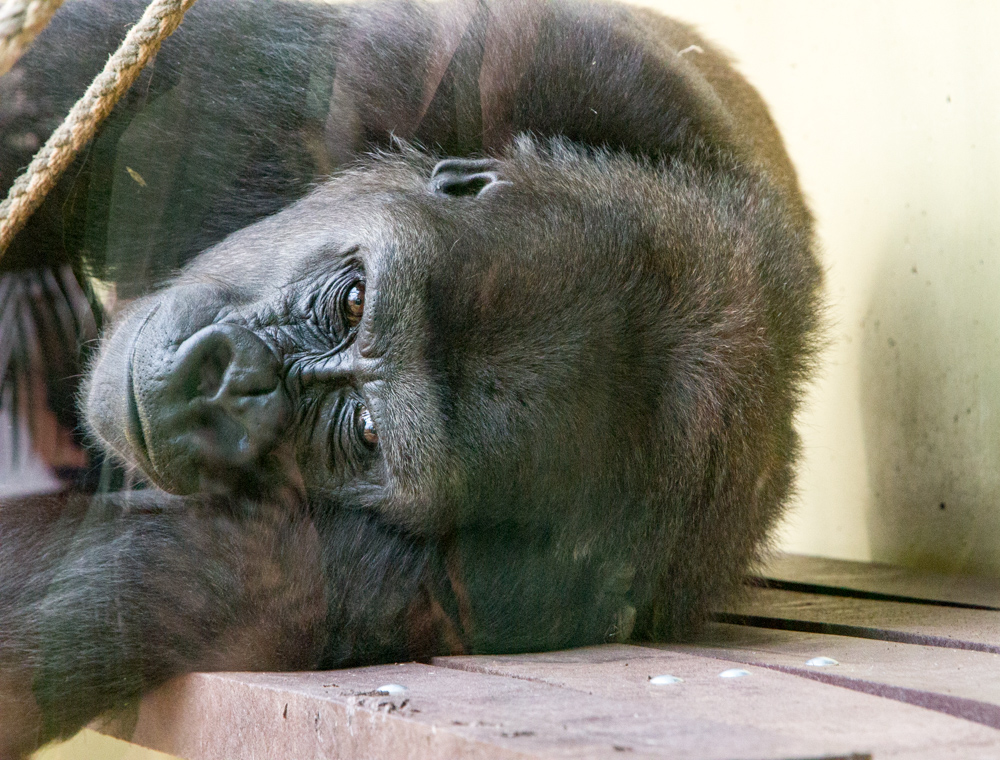 20170730 Fotogruppe_Zoo_Anke-150.jpg