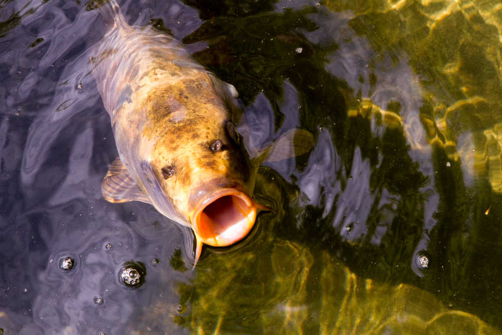 20170730 Fotogruppe_Zoo_Anke-152.jpg