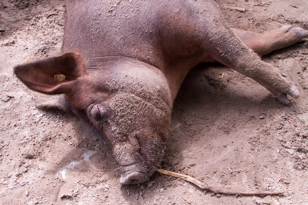20170730 Fotogruppe_Zoo_Anke-158.jpg