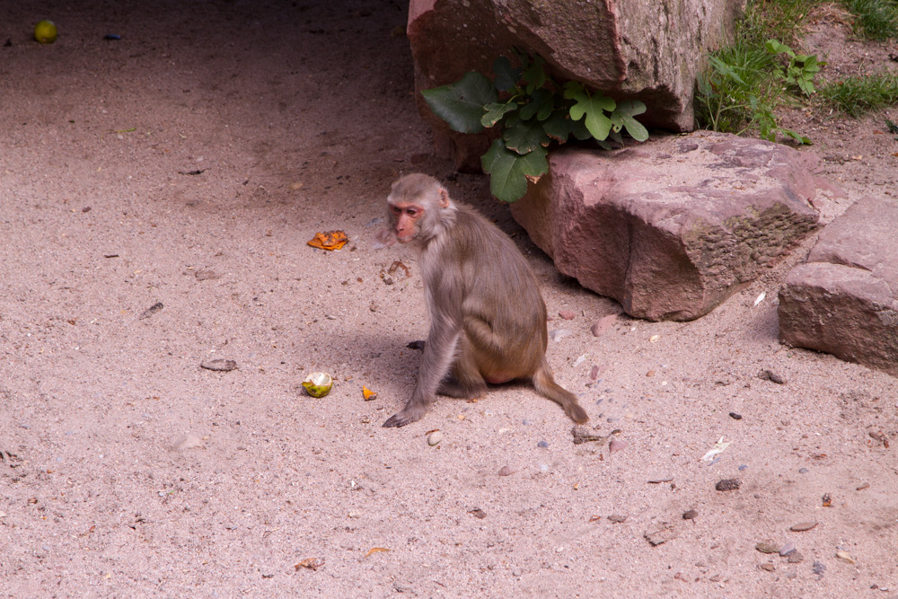 20170730 Fotogruppe_Zoo_Anke-161.jpg