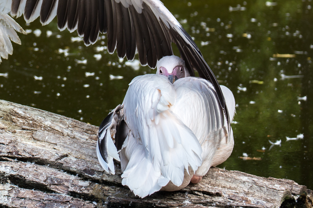 20170730 Fotogruppe_Zoo_Karl-20-2.jpg