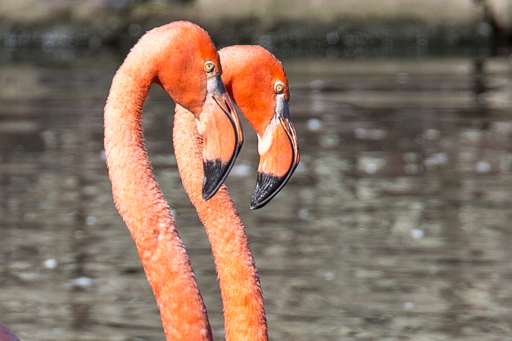 20170730 Fotogruppe_Zoo_Karl-54.jpg