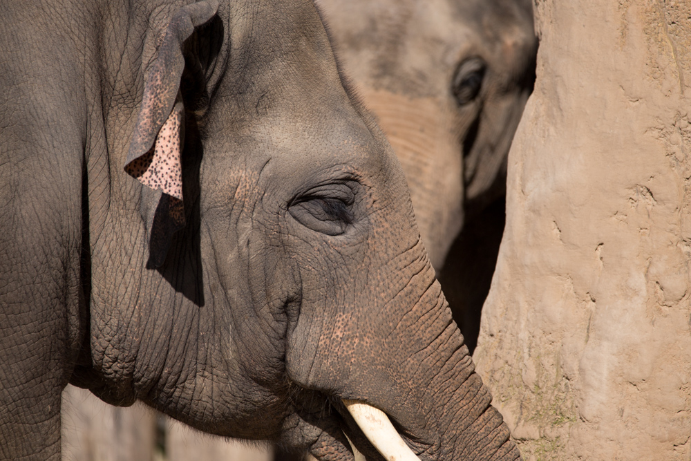 20170730 Fotogruppe_Zoo_Karl-77.jpg