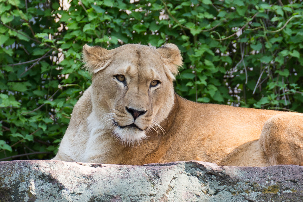 20170730 Fotogruppe_Zoo_Karl-132.jpg
