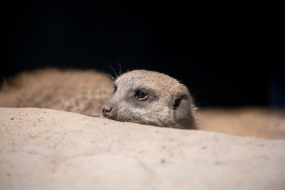 20170730 Fotogruppe_Zoo_Karl-177.jpg