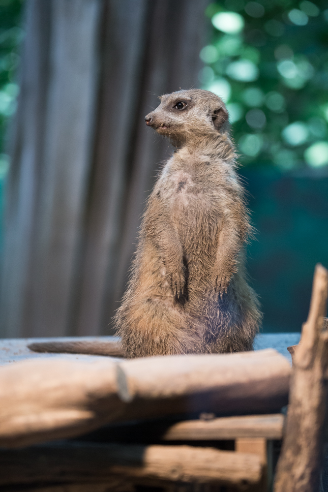 20170730 Fotogruppe_Zoo_Karl-178.jpg
