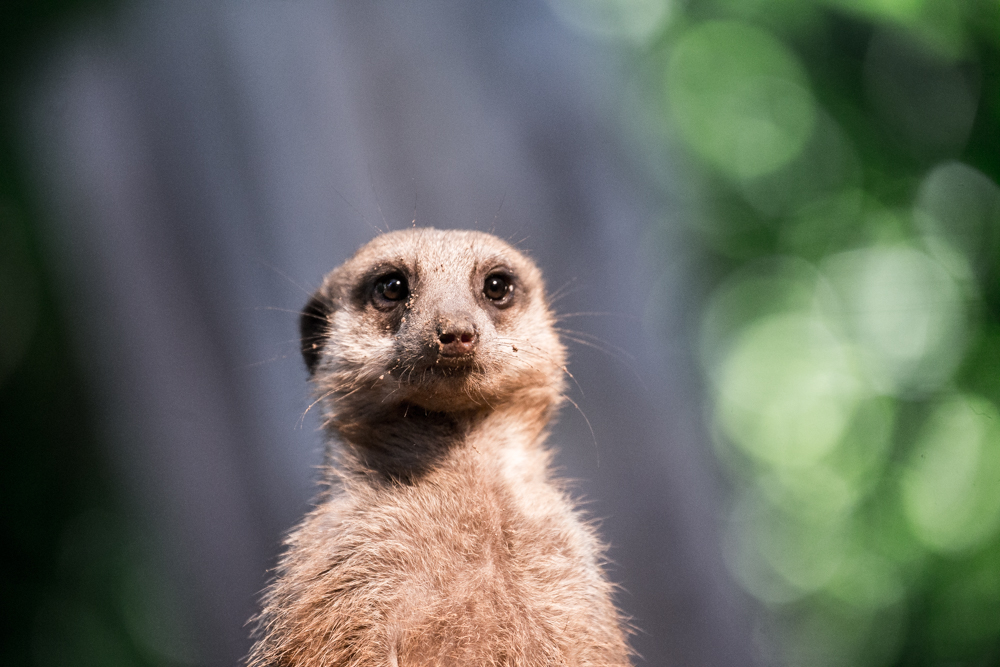 20170730 Fotogruppe_Zoo_Karl-189.jpg