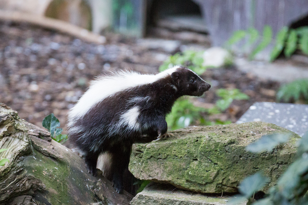 20170730 Fotogruppe_Zoo_Karl-204.jpg