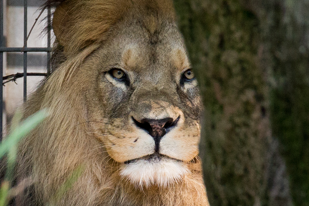 20170730 Fotogruppe_Zoo_Karl-219.jpg