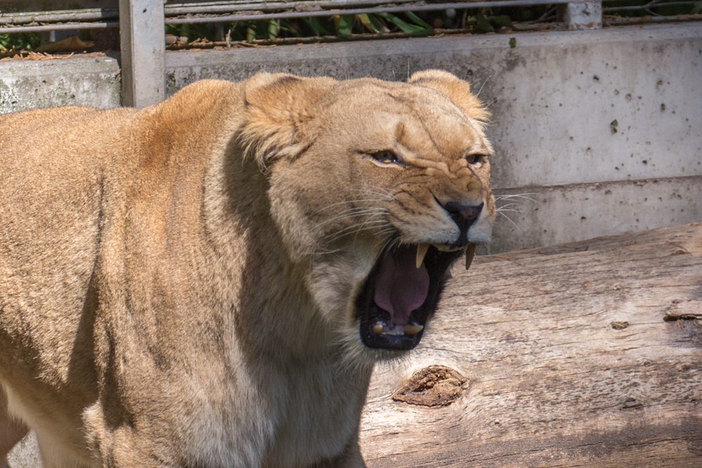 20170730 Fotogruppe_Zoo_Karl-224.jpg