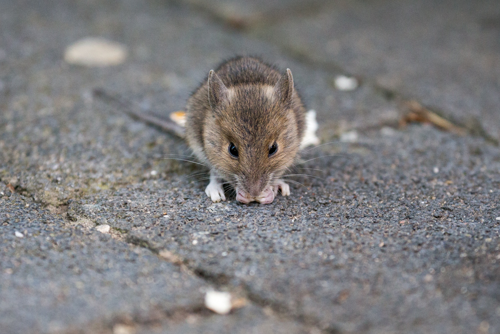 20170730 Fotogruppe_Zoo_Karl-271.jpg