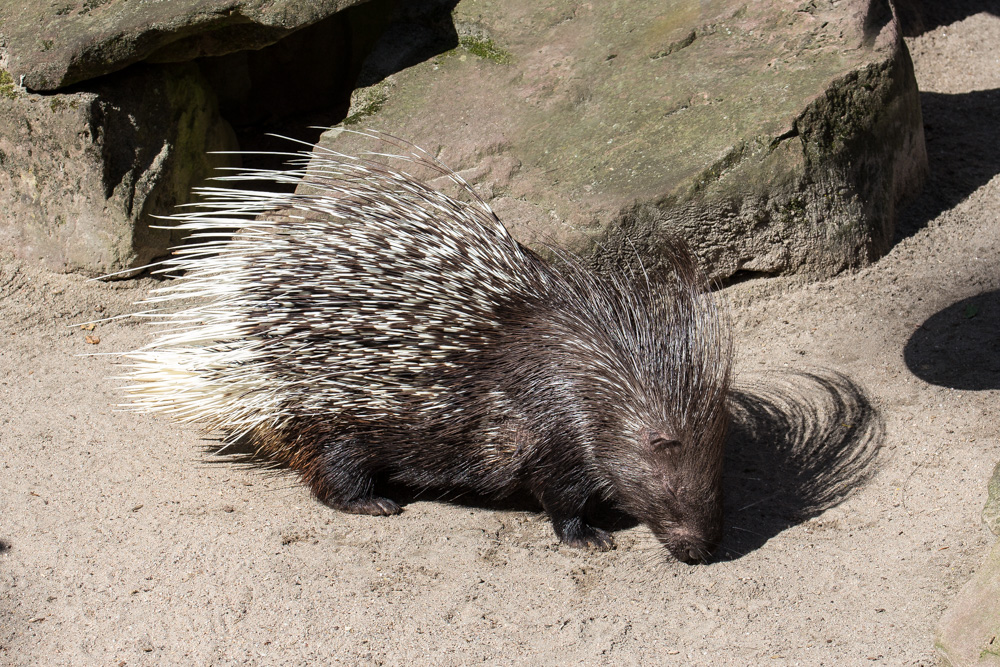 20170730 Fotogruppe_Zoo_Karl-285-PS_Edit.jpg