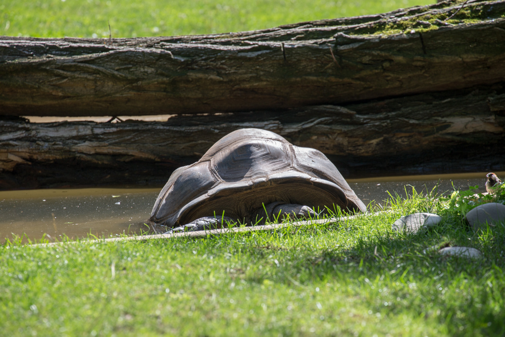 20170730 Fotogruppe_Zoo_Karl-287.jpg