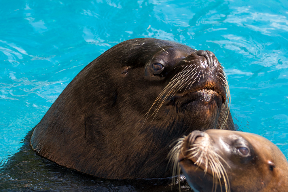 20170730 Fotogruppe_Zoo_Karl-312.jpg