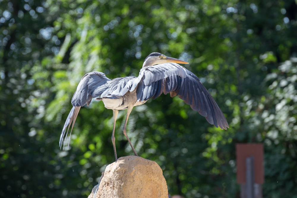 20170730 Fotogruppe_Zoo_Karl-335.jpg