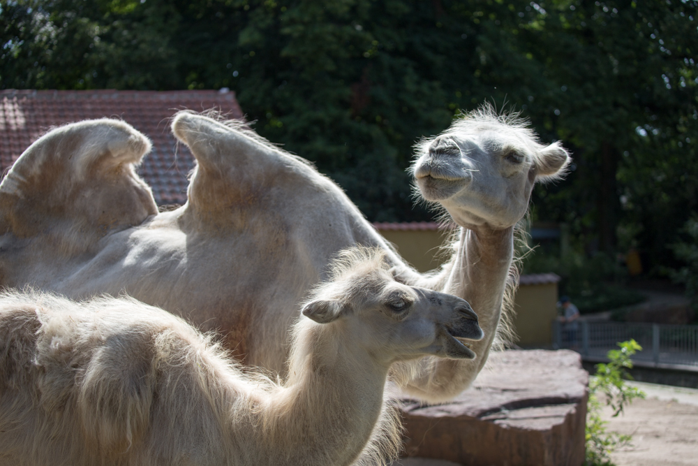 20170730 Fotogruppe_Zoo_Karl-382.jpg