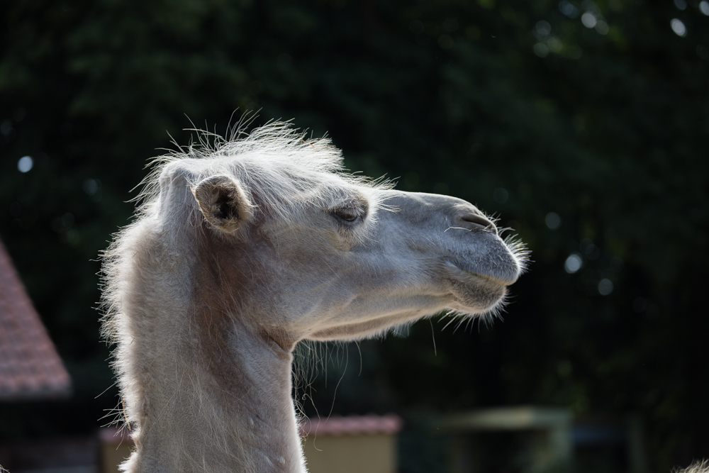 20170730 Fotogruppe_Zoo_Karl-383.jpg