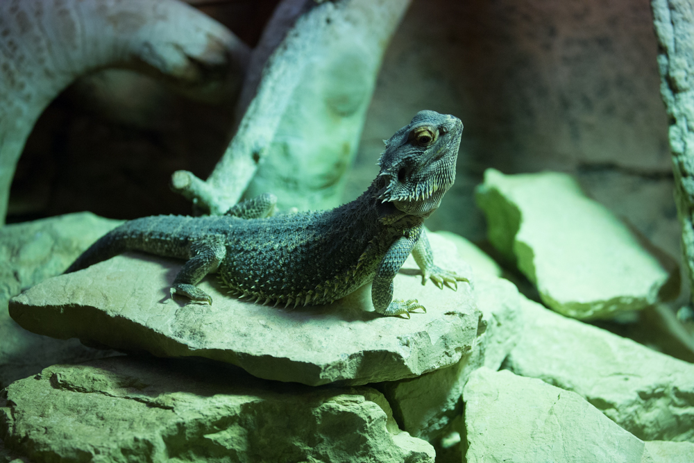 20170730 Fotogruppe_Zoo_Karl-425.jpg