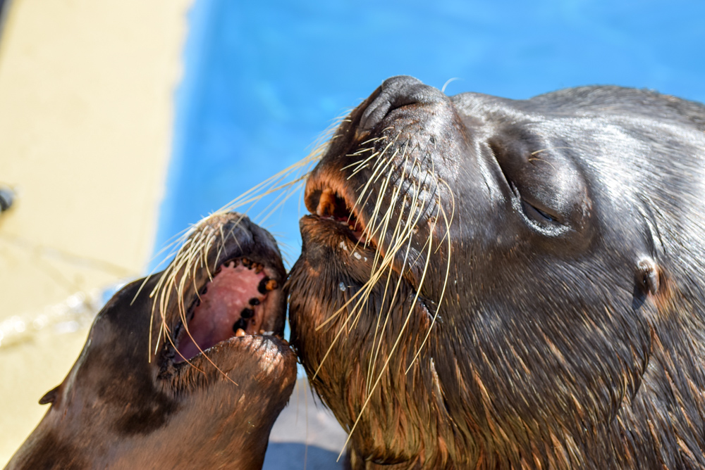 20170730 NF_Zoo_Bärbel-11.jpg