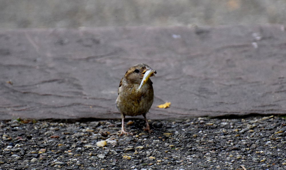 20170730 NF_Zoo_Bärbel-22.jpg