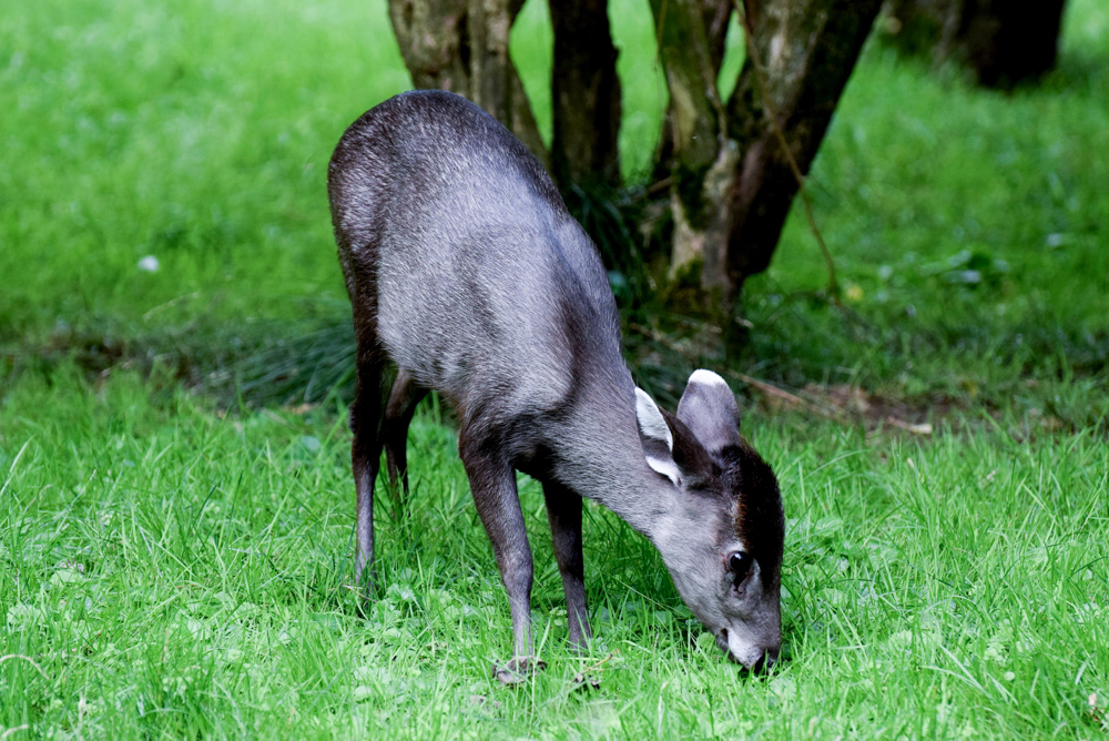 20170730 NF_Zoo_Bärbel-23.jpg