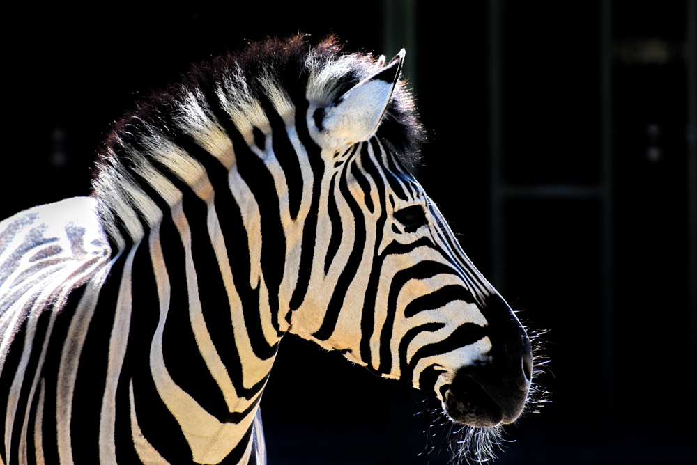 20170730 NF_Zoo_Bärbel-29.jpg