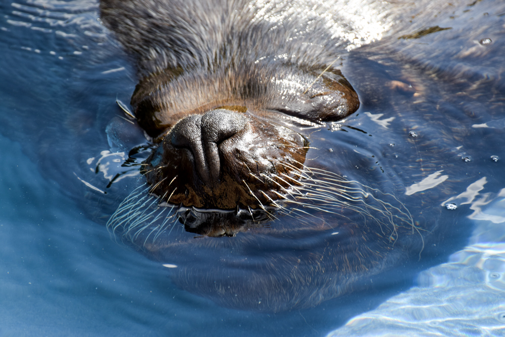 20170730 NF_Zoo_Bärbel-37.jpg