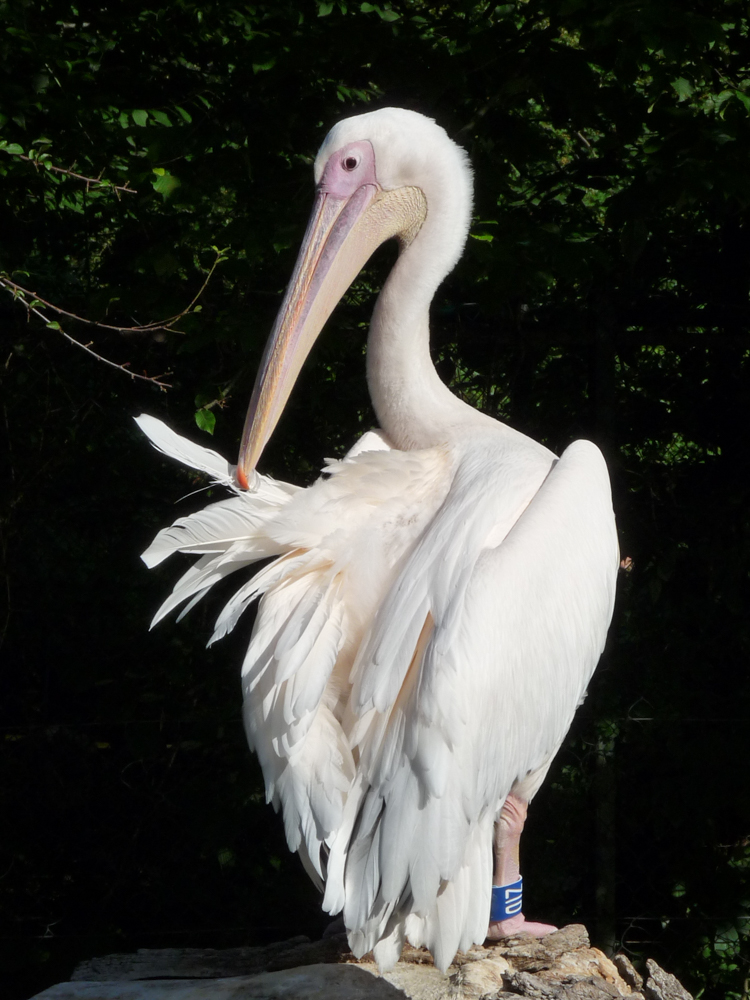 20170730 Fotogruppe_Zoo_Sabine-12.jpg