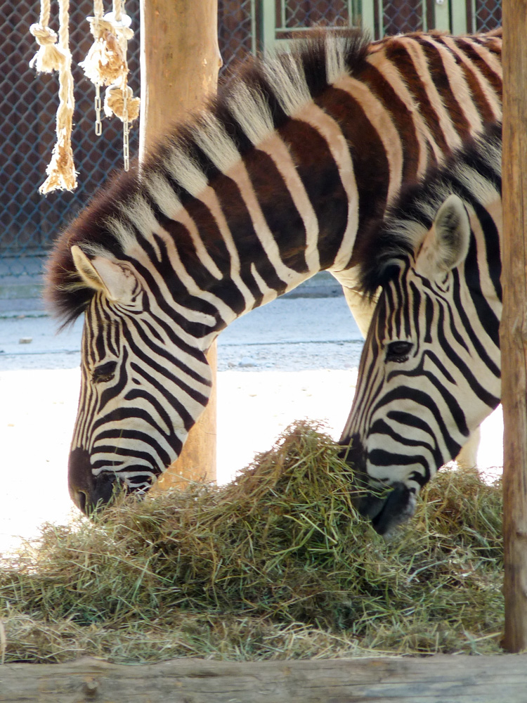 20170730 Fotogruppe_Zoo_Sabine-28.jpg